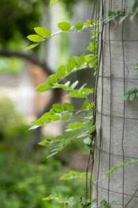 texas discovery gardens wedding